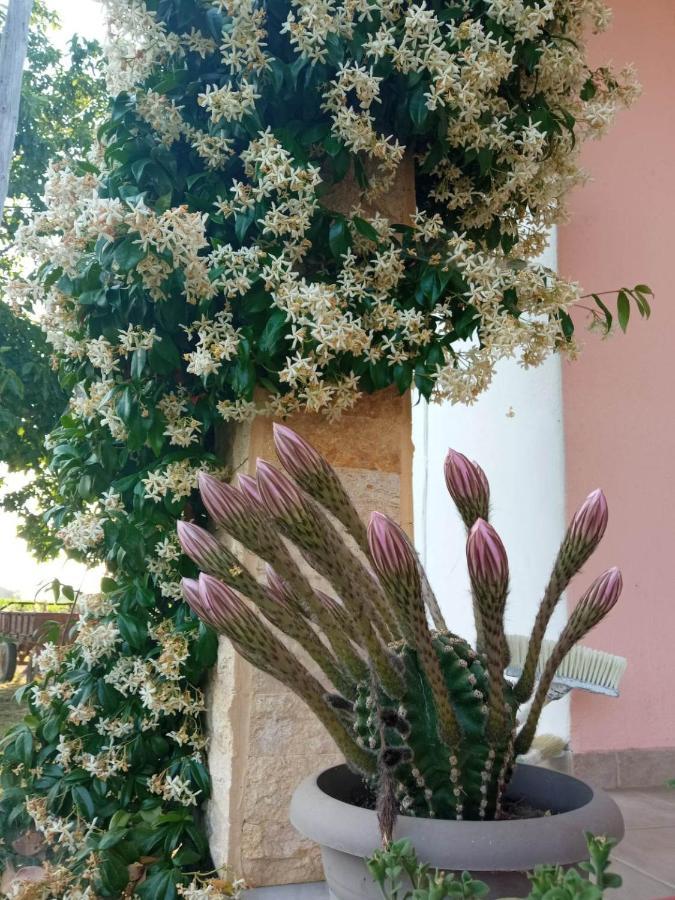 Villa Erasmia Dekarcho Exteriér fotografie